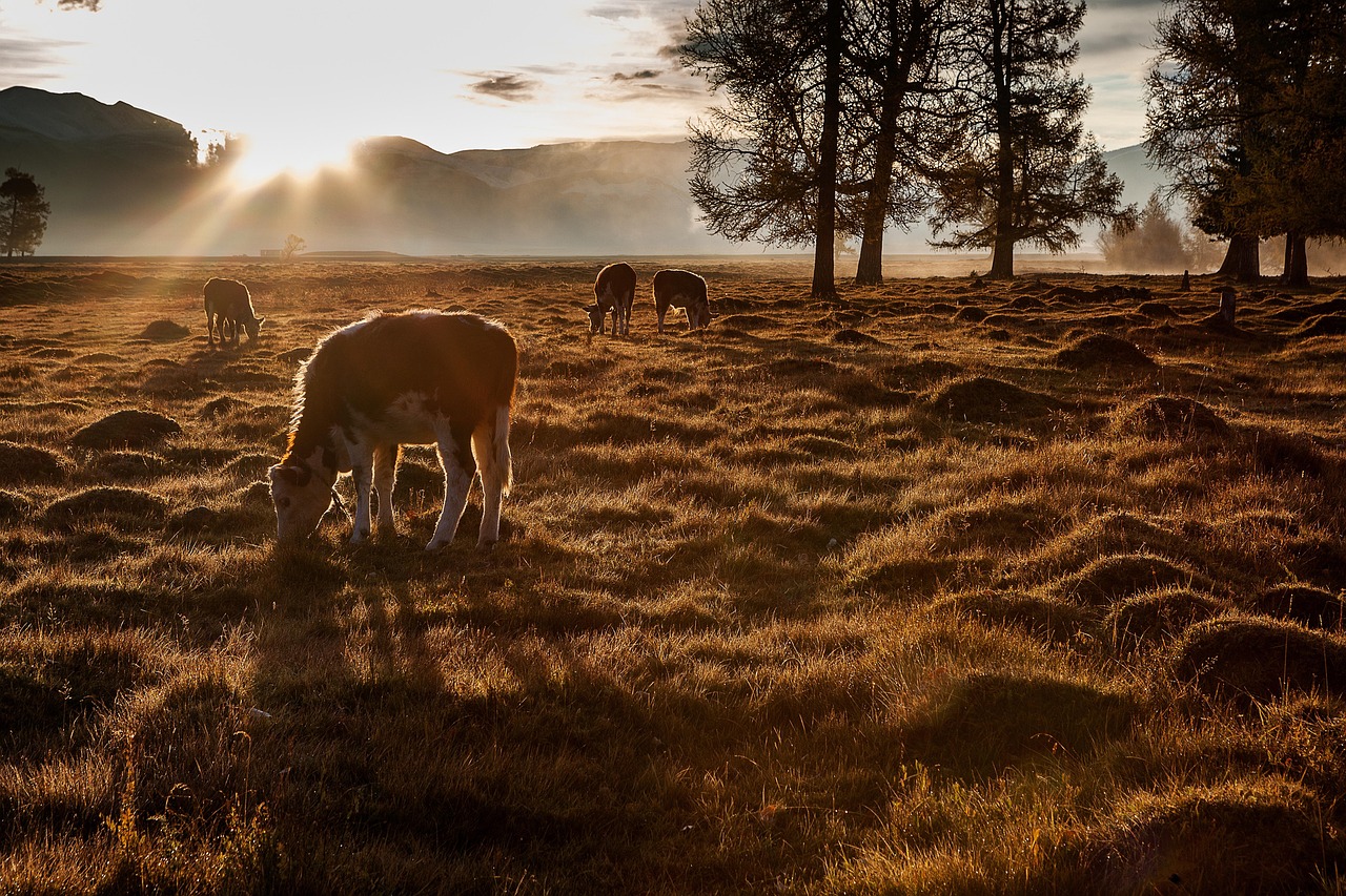 Altai - free online jigsaw puzzle photo
