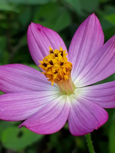 Free Flower Yard photo and picture