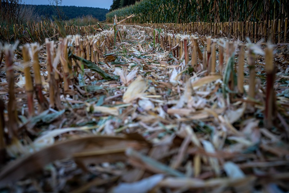Maisfeld Mais Geerntet Kostenloses Foto Auf Pixabay