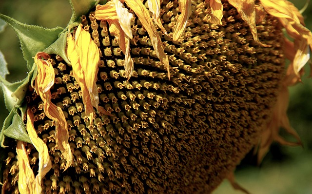 Free Sunflower Flowers photo and picture