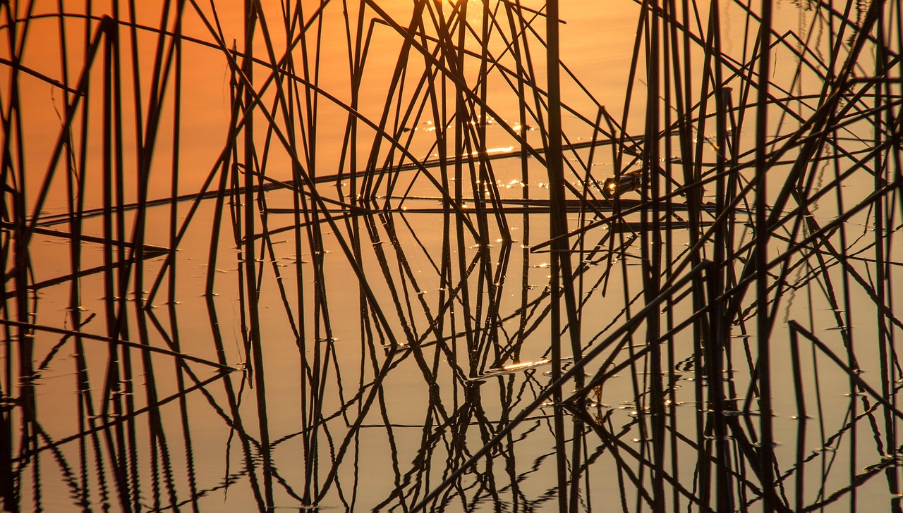 Nature Plant Reed - Free photo on Pixabay - Pixabay