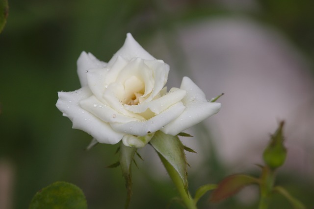 Rosa, Blanco, Lluvia, Gotita