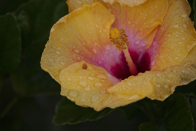 Hibisco, Flor, Gotita, Mojado