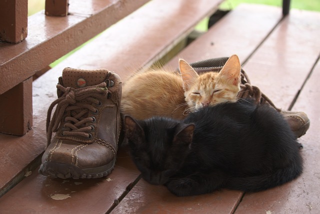 Gato, Gatito, Dormir, Zapato, Relajarse