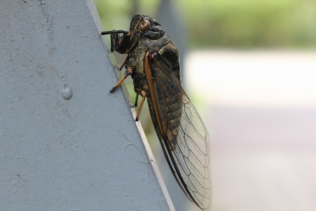 Cicada - free online jigsaw puzzle photo