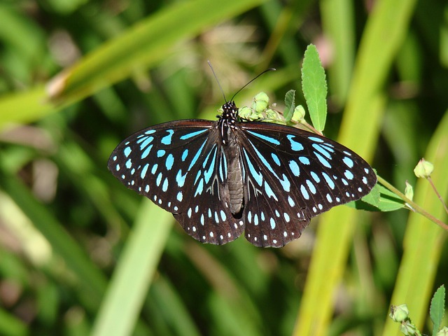 Free Butterfly Blue Butterfly photo and picture