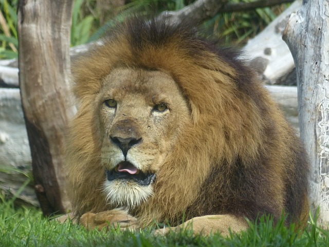 Free Lion Cat photo and picture