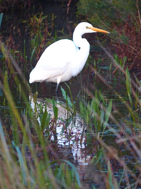 Free Heron Bird photo and picture
