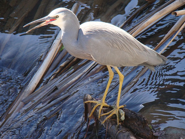 Free Crane Egret photo and picture