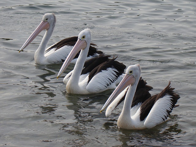 Free Pelicans Sea photo and picture