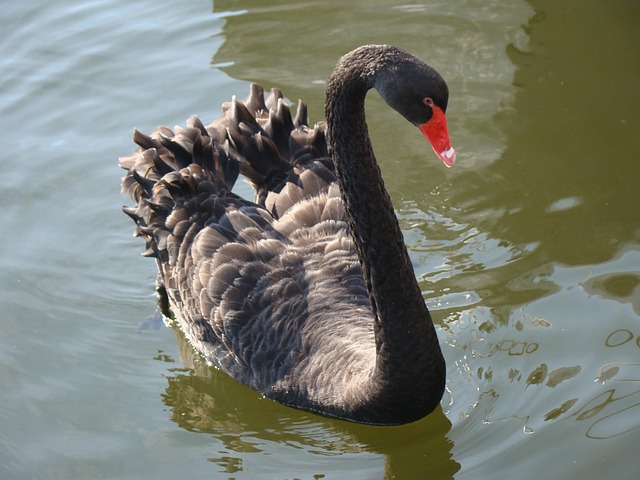 Free Swan Bird photo and picture