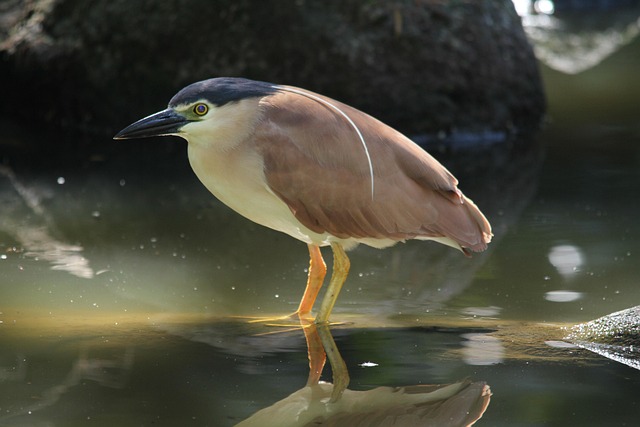Free Bird Water Bird photo and picture