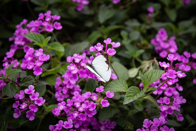 Free Butterfly White photo and picture
