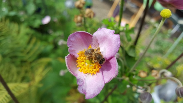 Natur, Insekt, Blume, Garten
