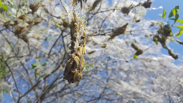 Natur, Insekten, Raupe, Schädling, Tier