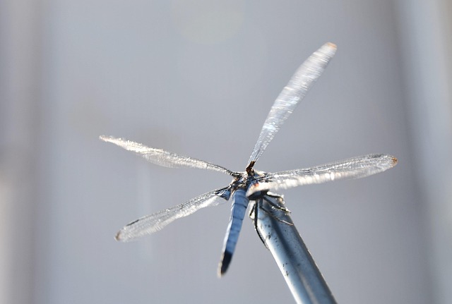 Free Dragonfly Light photo and picture