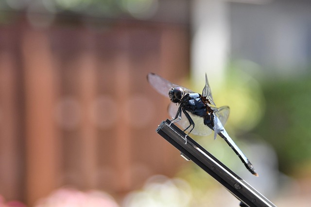 Free Dragonfly Autumn photo and picture