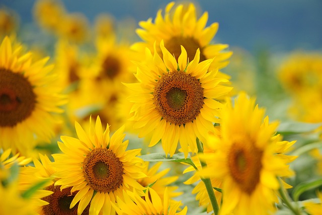 Free Sunflower Field Beautiful Flowers photo and picture