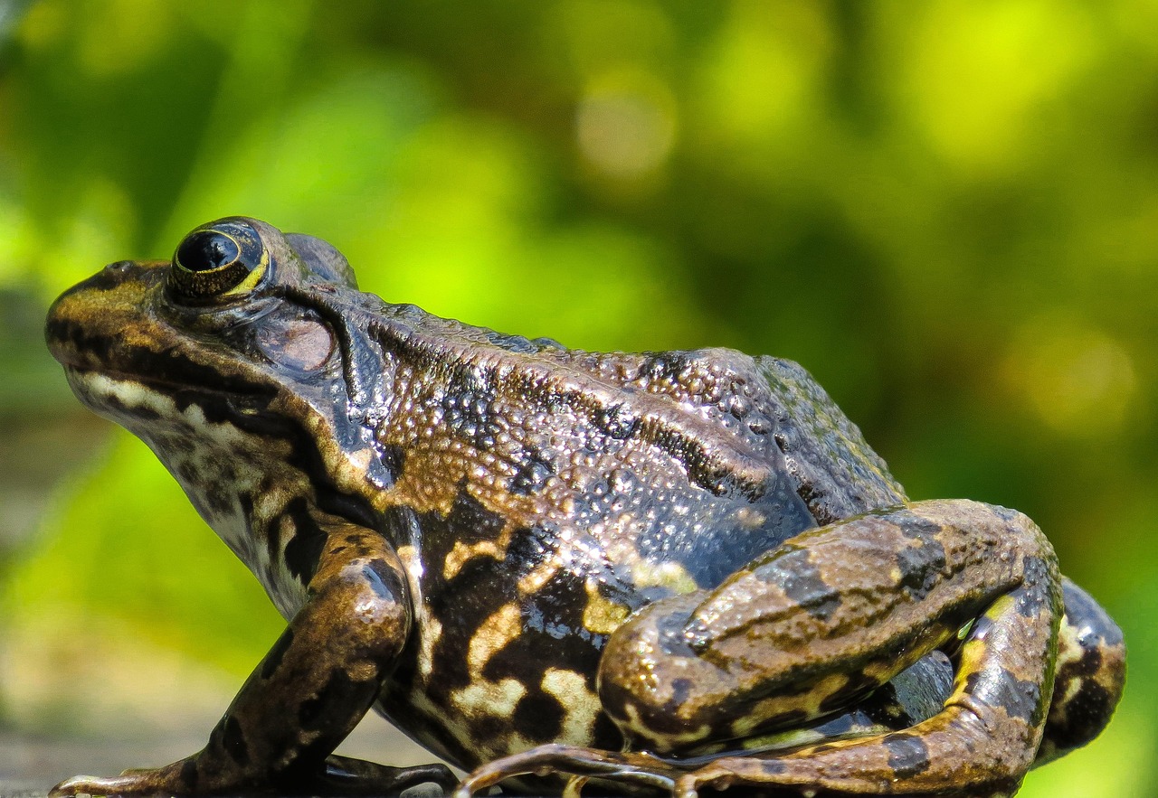 Animal Rana Anfibio De Foto Gratis En Pixabay Pixabay animal-rana-anfibio-de-foto-gratis-en-pixabay-pixabay