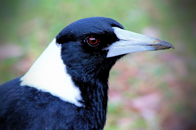 Free Magpie Australia photo and picture