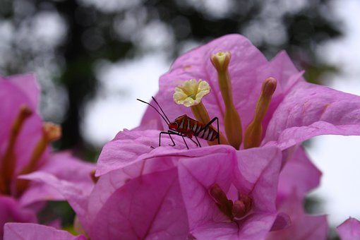 Free Flower Insect photo and picture