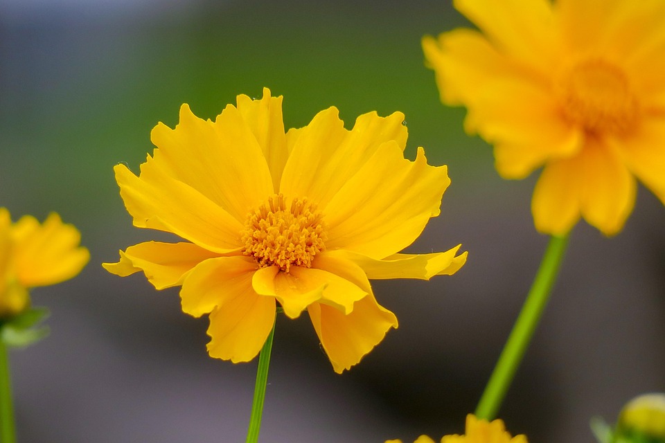 花 自然 夏天 - Pixabay上的免费照片 - Pixabay