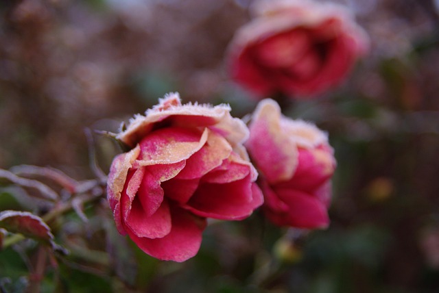 Free Roses Flower Background photo and picture