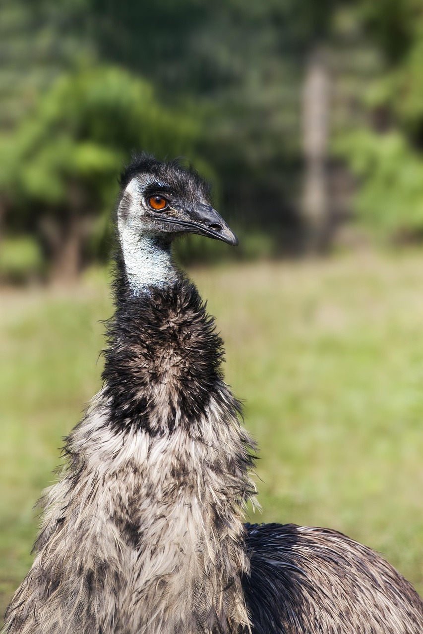 Burung Emu Bill Kebun Foto Gratis Di Pixabay