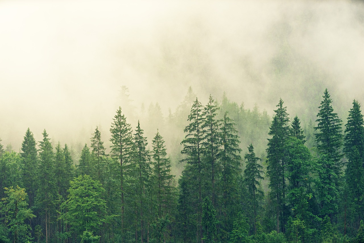 Wallpaper Forest 5k 4k wallpaper 8k mist hills fog Nature 6505