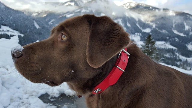 Der Hund, Labrador, Berge, Alpen, Profil