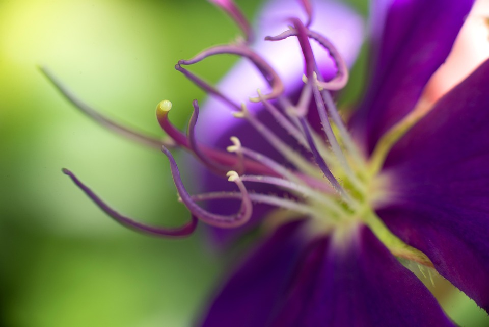 Flower Purple Pollen Free photo on Pixabay Pixabay