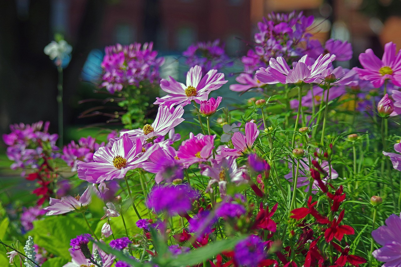 夏花 草地 自然 - Pixabay上的免费照片 - Pixabay