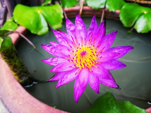 Lotus, ดอกบัว, สีม่วง, ไม้น้ำ