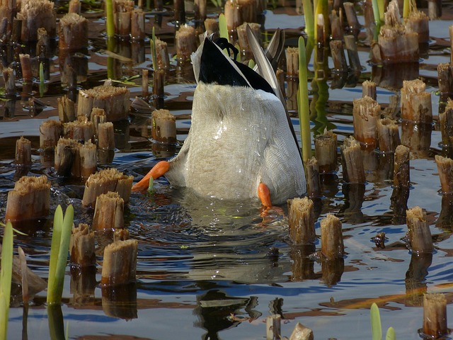 Free Duck Animal photo and picture
