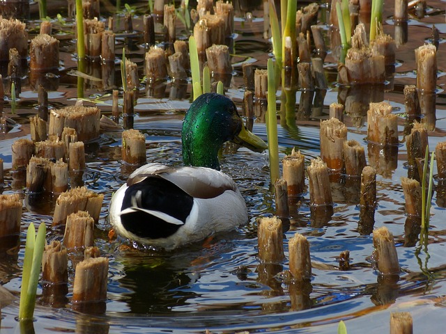 Free Duck Animal photo and picture