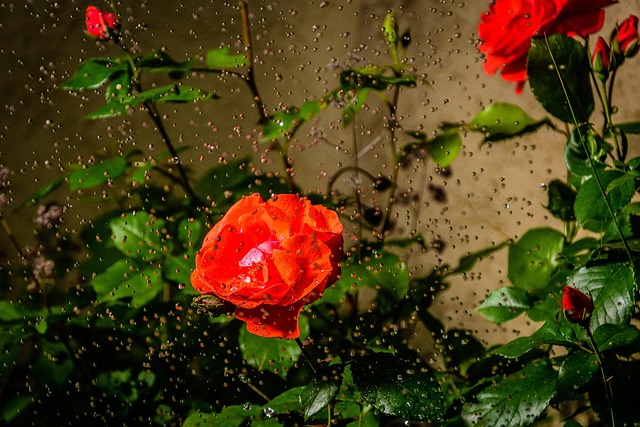Free Roses Flower Background photo and picture