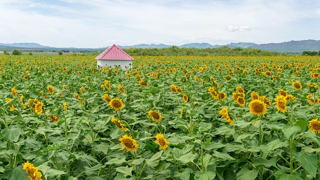 Free Sunflower House photo and picture