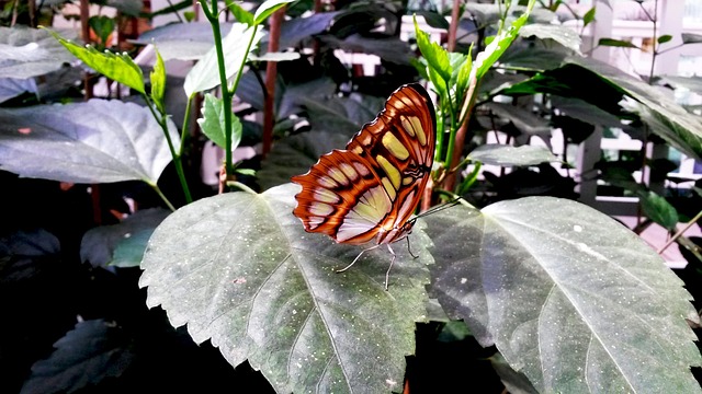 Free Butterfly Insect photo and picture