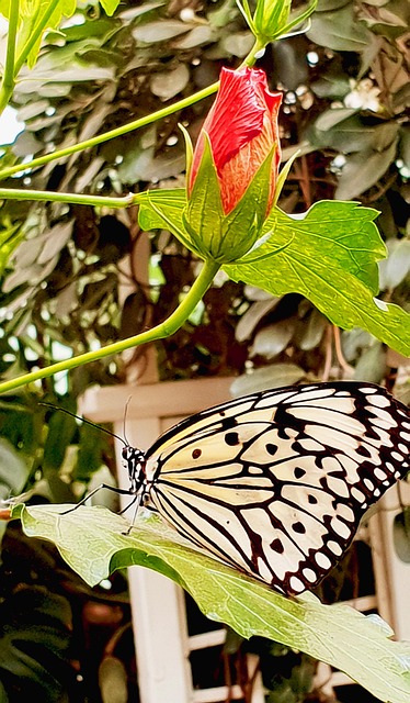 Free Butterfly Insect photo and picture