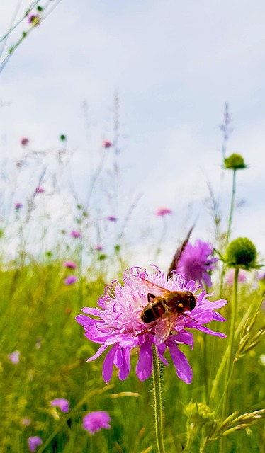 Free Bee Blossom photo and picture