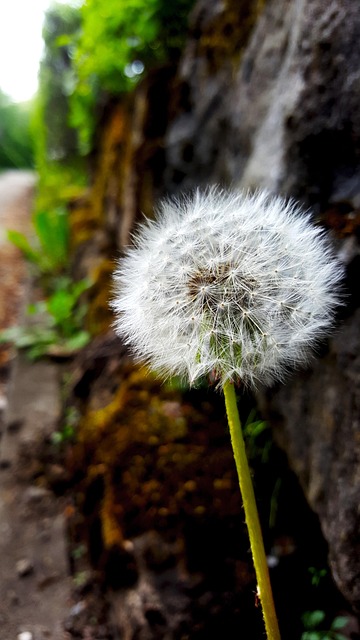 Free Dandelion Nature photo and picture