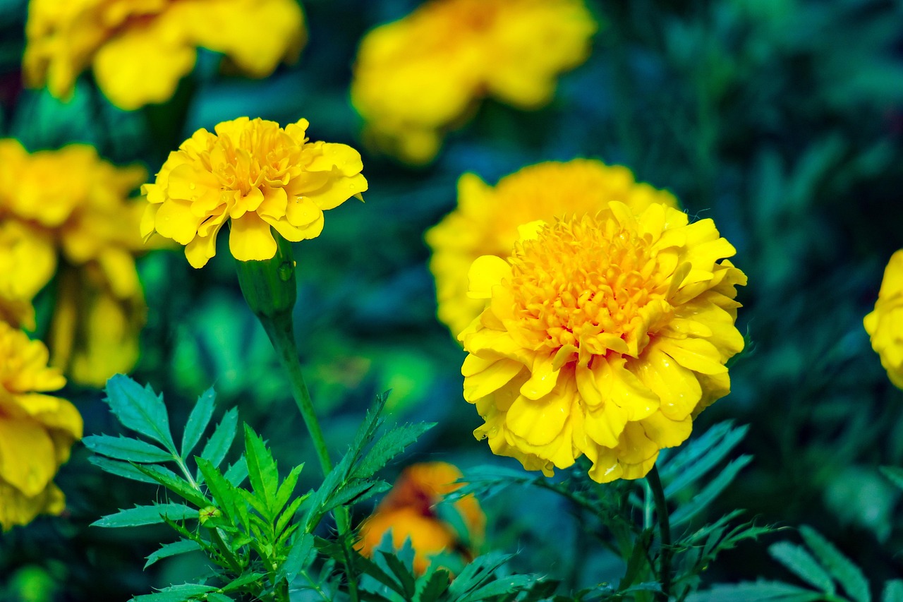 花 自然 夏 - Pixabayの無料写真 - Pixabay