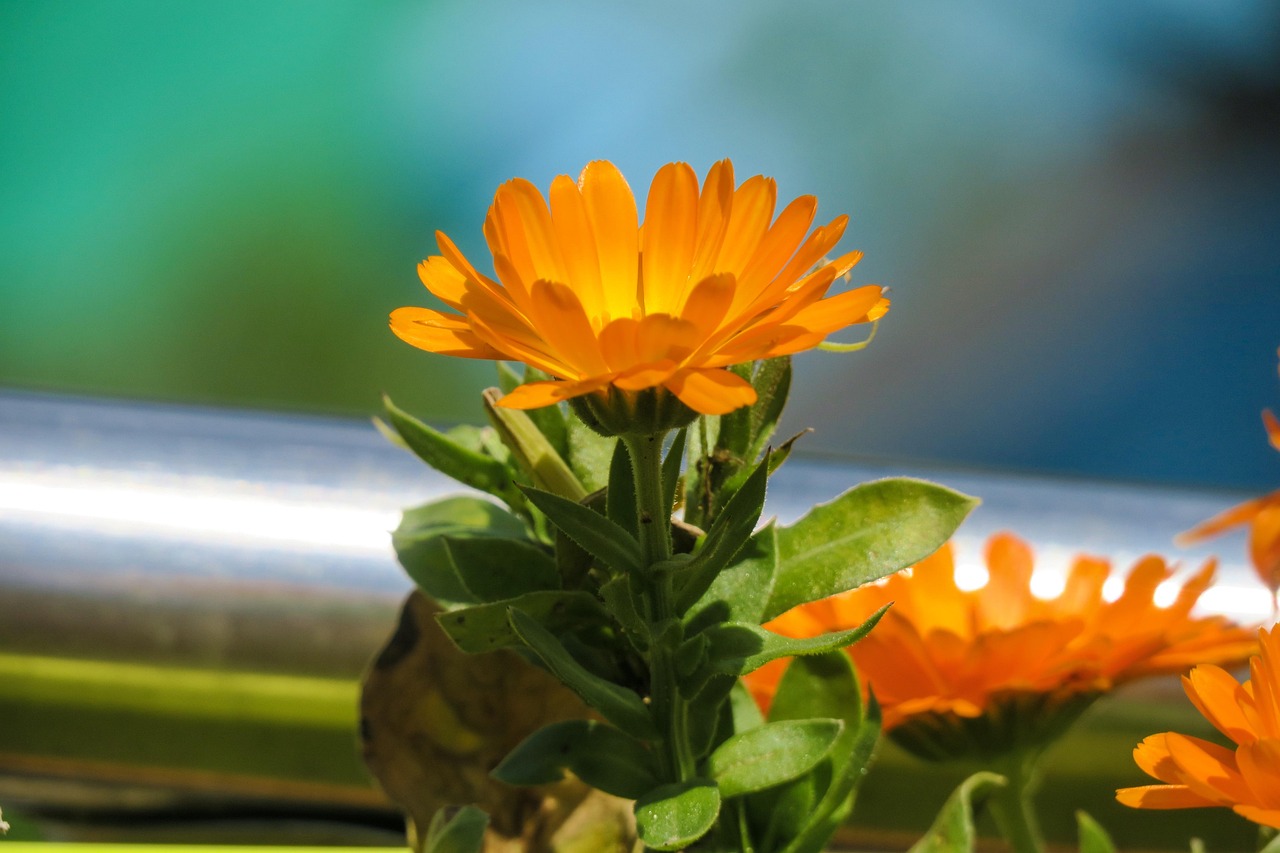 Flower Natural Summer Free photo on Pixabay Pixabay