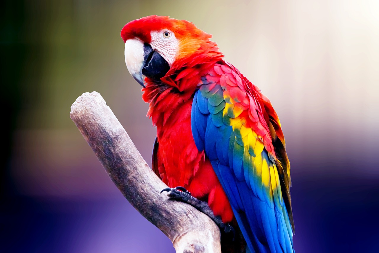 Exotic Birds for Sale