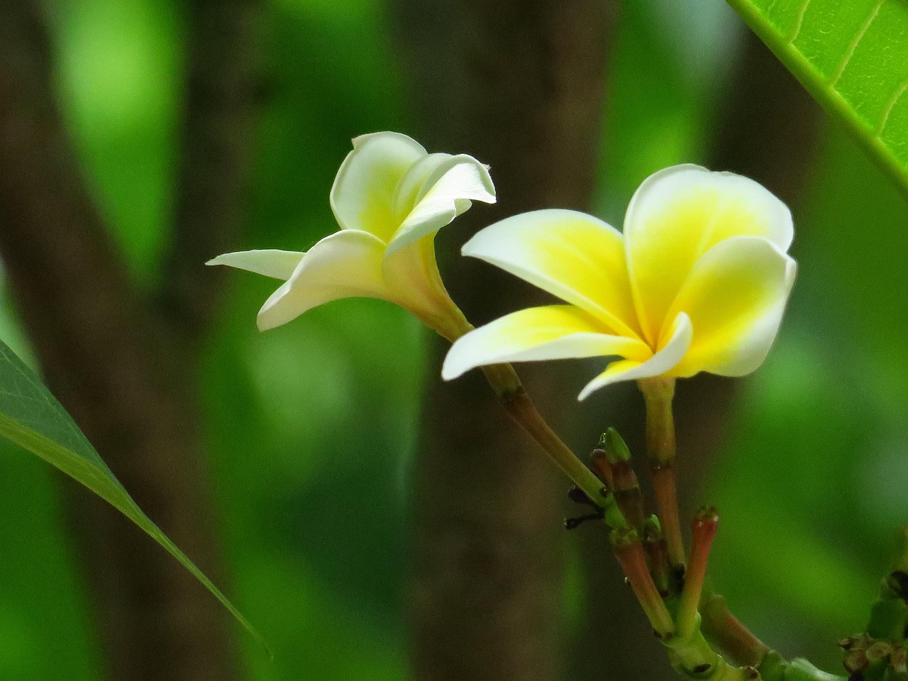 Flower Natural Summer Free photo on Pixabay Pixabay