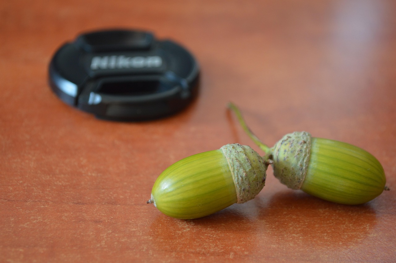 Acorn Nuts Lens Cap Nikon Free photo on Pixabay Pixabay
