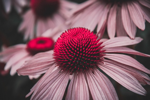Blume, Rot, Zuteilung, Sommer