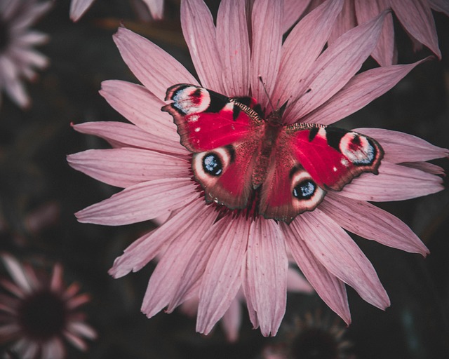 Schmetterling, Rot, Zuteilung, Tier