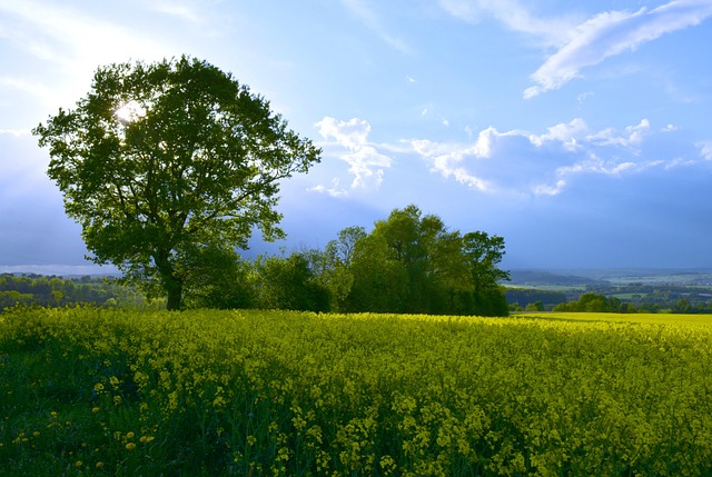 Free Landscape Tree photo and picture
