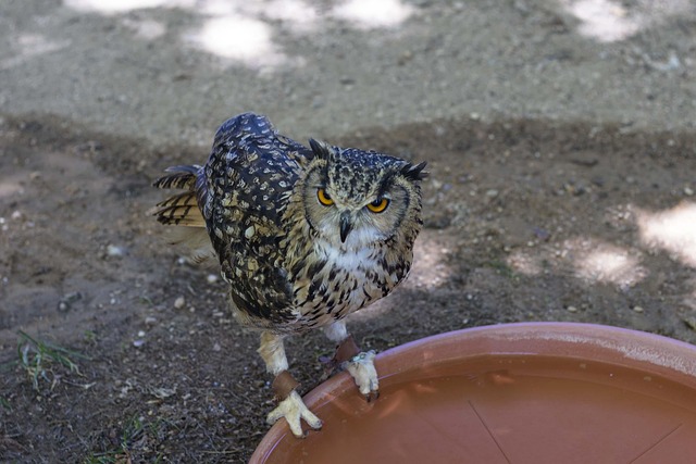 Owl Bird Rapacious - Free photo on Pixabay - Pixabay